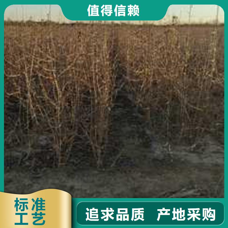 杜梨皇冠梨树苗种类多质量好同城货源