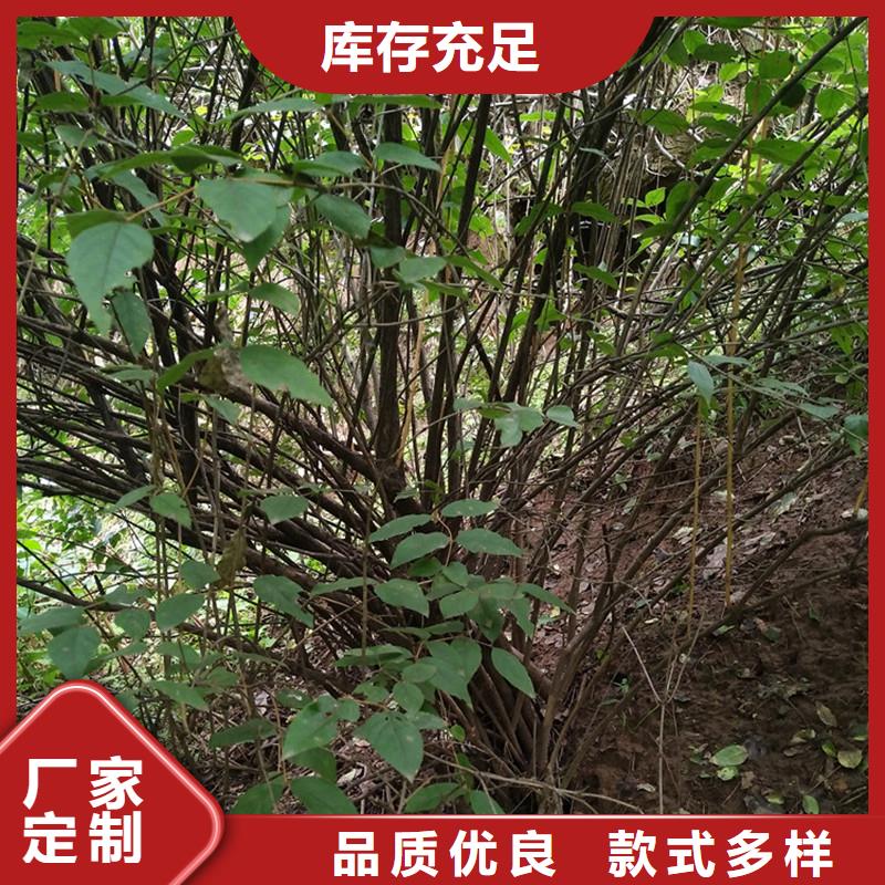 杈杷果樱桃苗支持批发零售同城公司