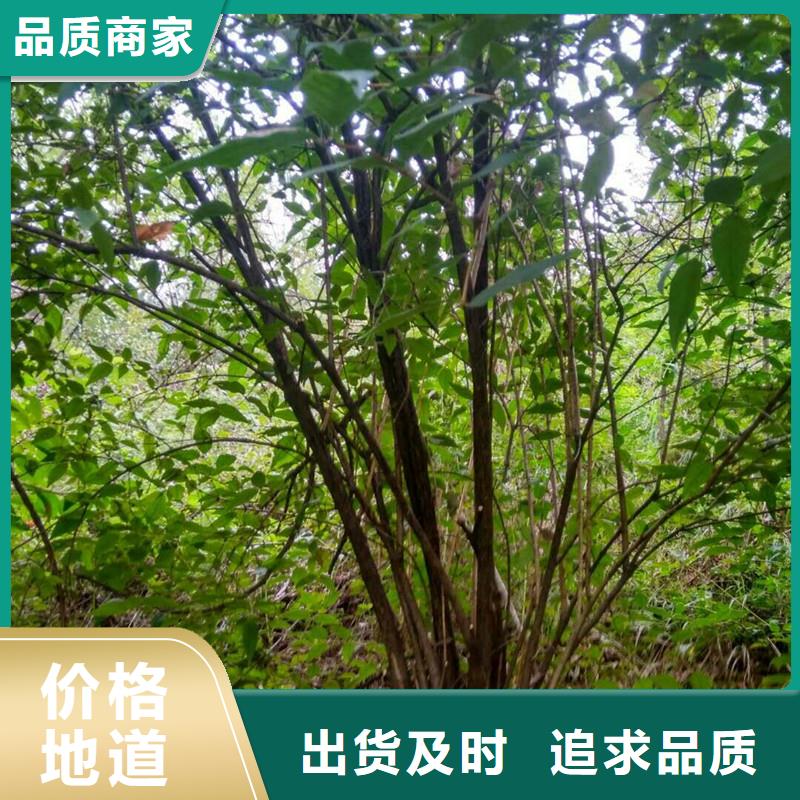 杈杷果_梨树苗畅销本地好品质选我们