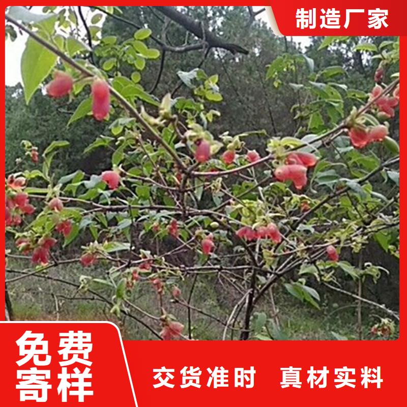 杈杷果3公分石榴苗设计制造销售服务一体本地经销商