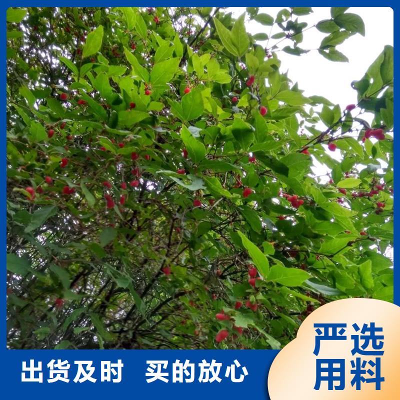 杈杷果【苹果苗】分类和特点当地经销商