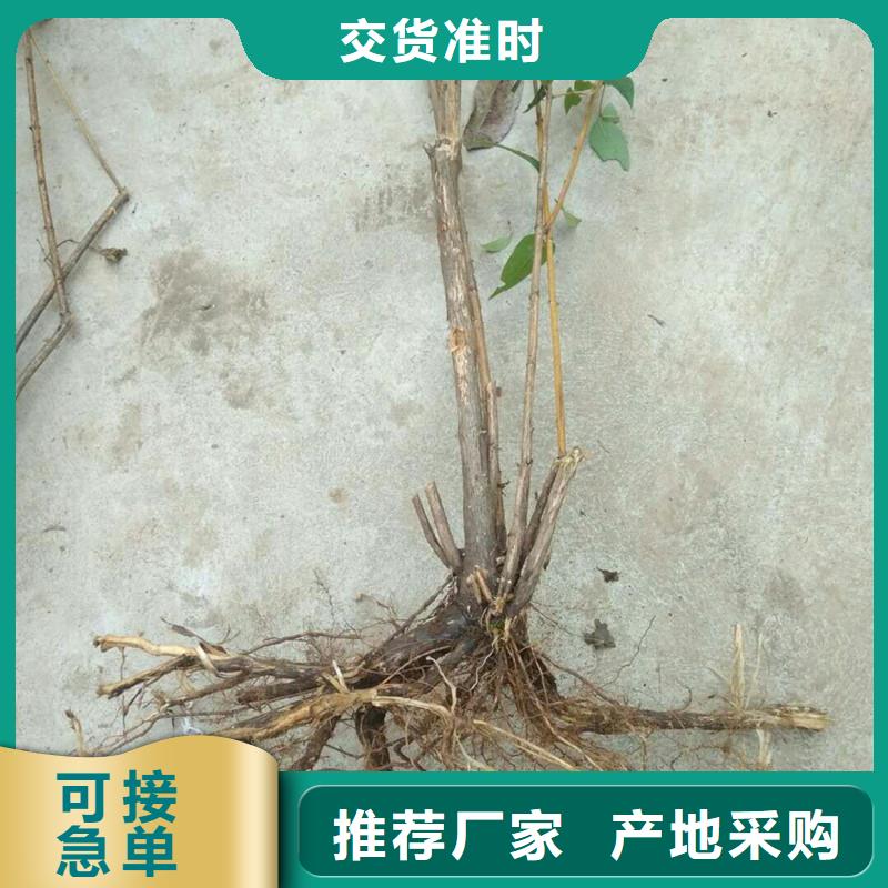 杈杷果_【北美冬青】一手货源源头厂家追求细节品质