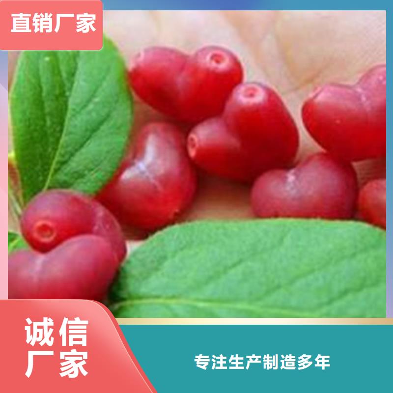 【杈杷果】,石榴树诚信经营现货现发诚信厂家