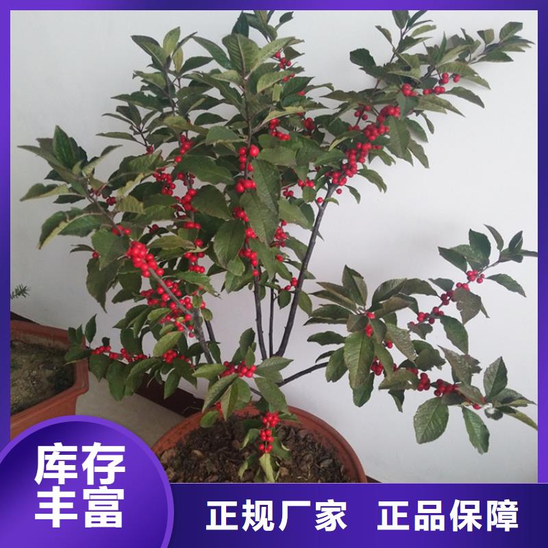 北美冬青樱桃苗厂家当地品牌