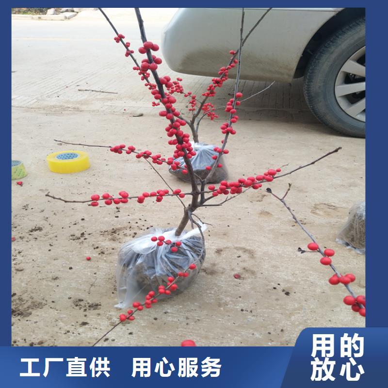 北美冬青_苹果苗质量看得见本地公司