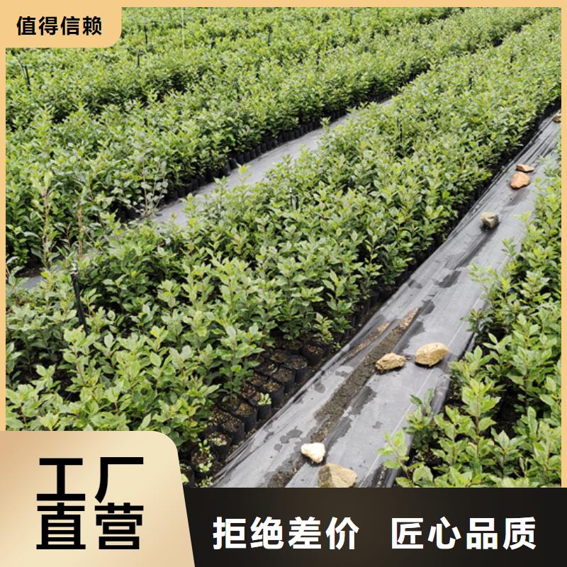 【北美冬青】-石榴树原厂制造本地经销商