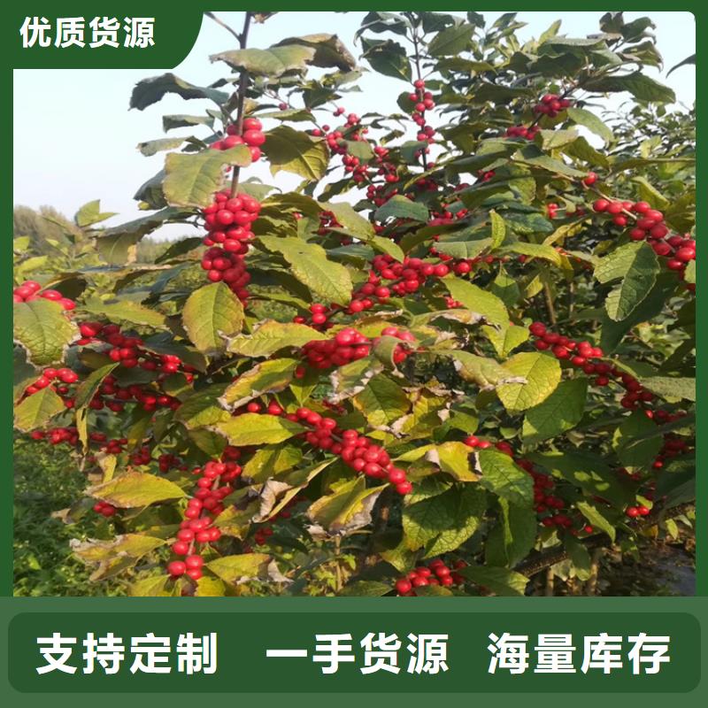 北美冬青_西瓜苗自有厂家多年行业积累