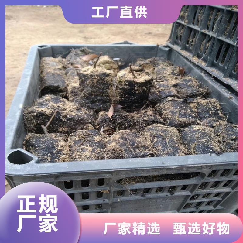 北美冬青_樱桃苗支持拿样本地公司
