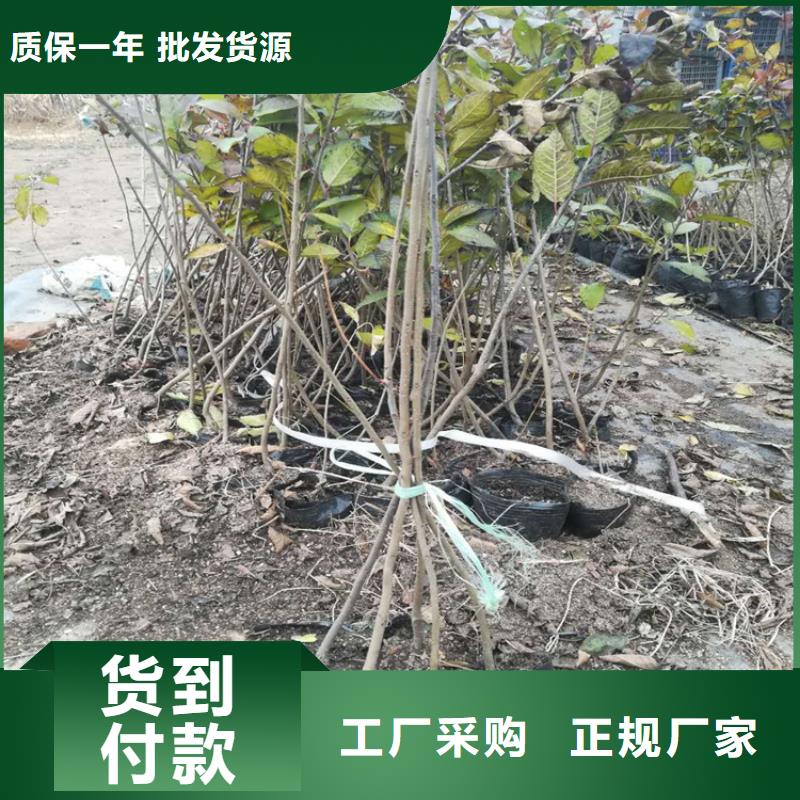 北美冬青无中间商厂家直销当地生产商