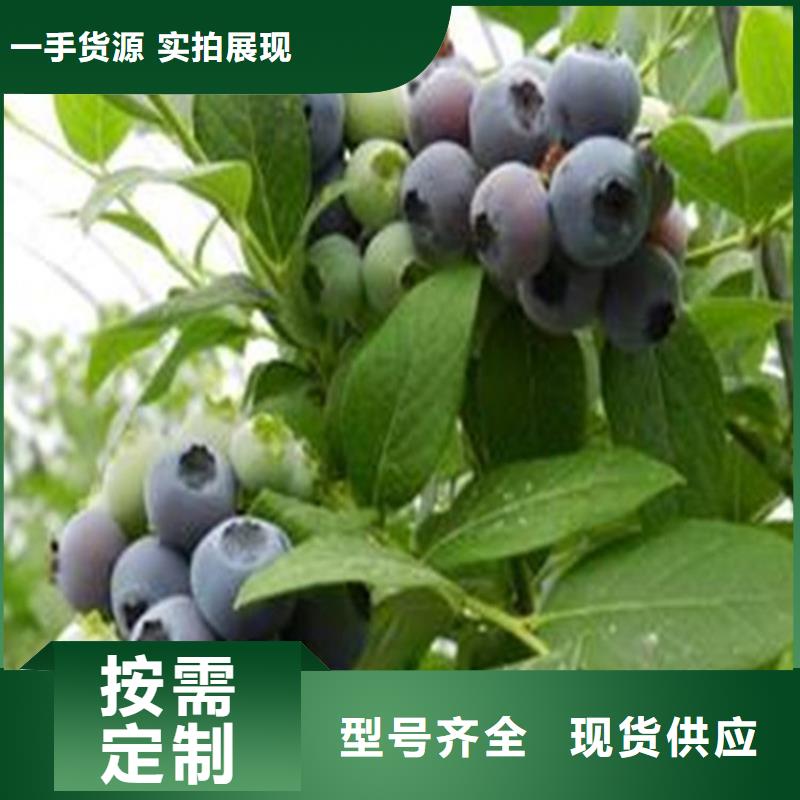 蓝莓苗樱桃苗今日新品产地批发