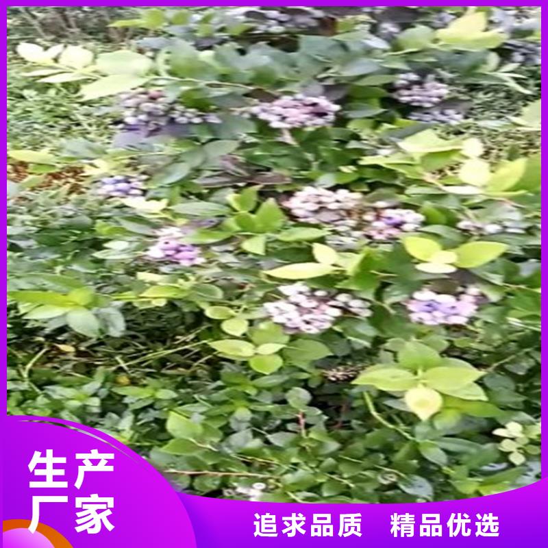 蓝莓苗樱桃苗助您降低采购成本当地制造商