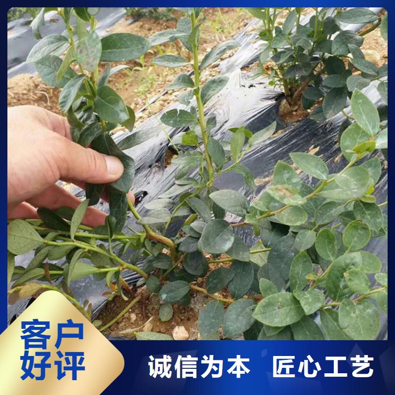 蓝莓苗梨树苗产地工厂当地生产厂家