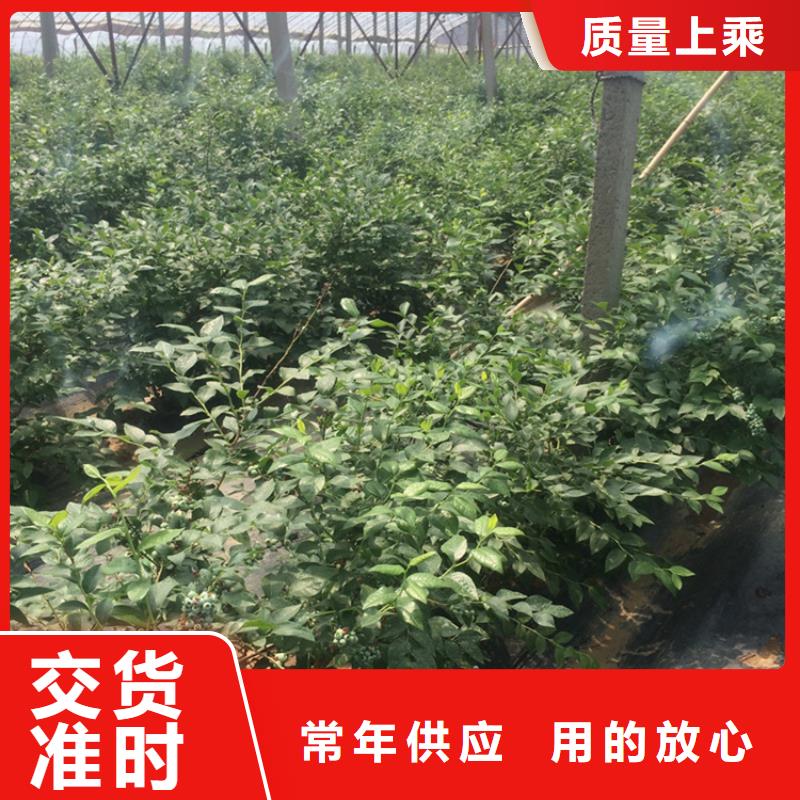 蓝莓苗,梨树苗市场报价保质保量