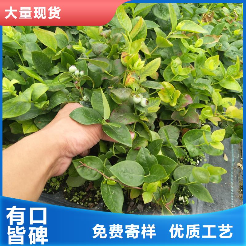 【蓝莓苗】梨树苗真材实料实体诚信经营