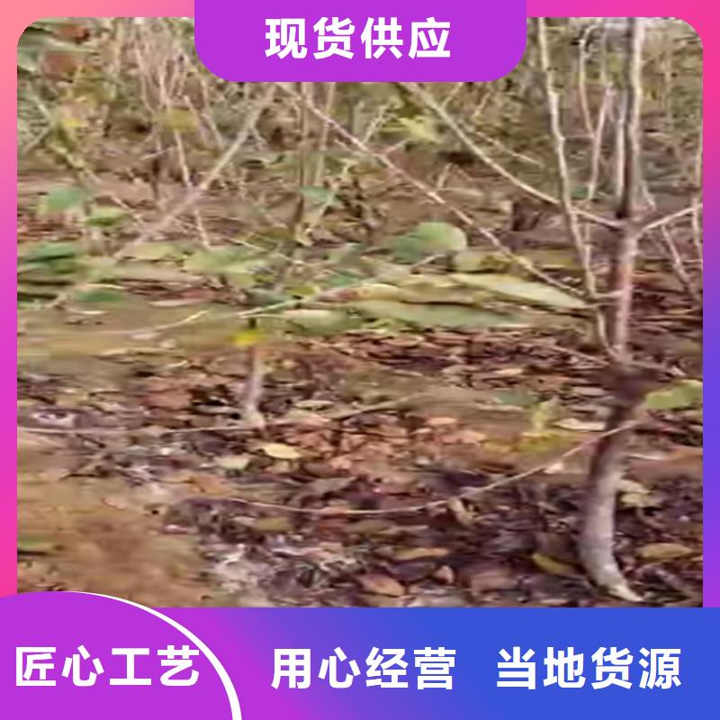 樱桃-红石榴苗基地您想要的我们都有当地经销商