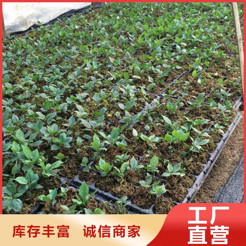樱桃梨树苗源厂供货同城品牌