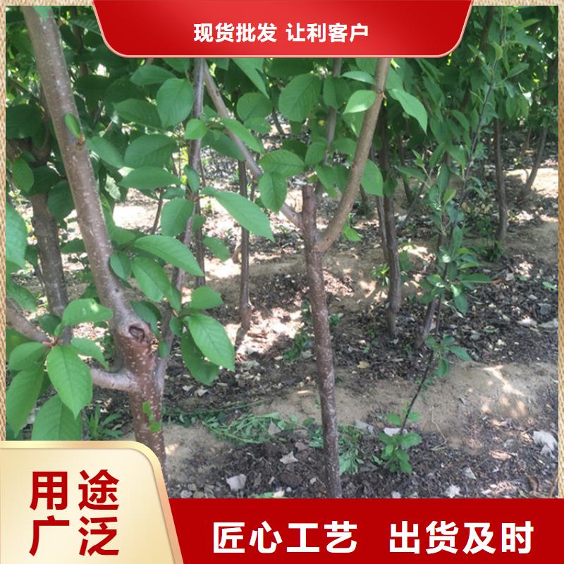 樱桃【樱桃苗】原料层层筛选当地生产厂家