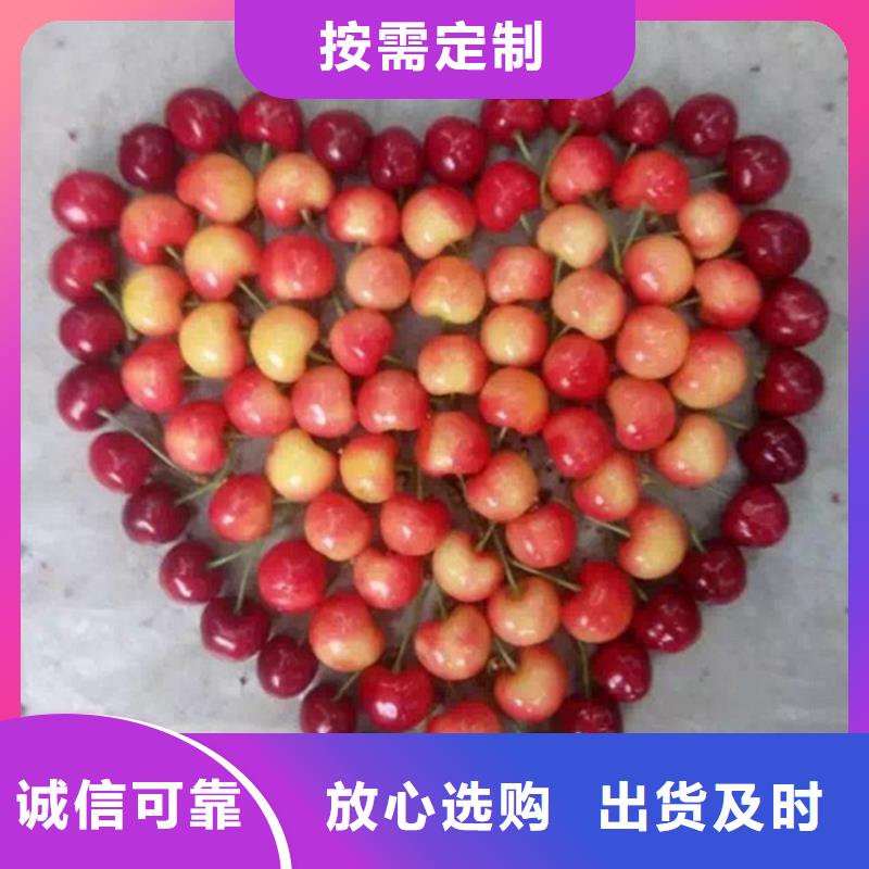 樱桃,李树苗实力优品质量为本