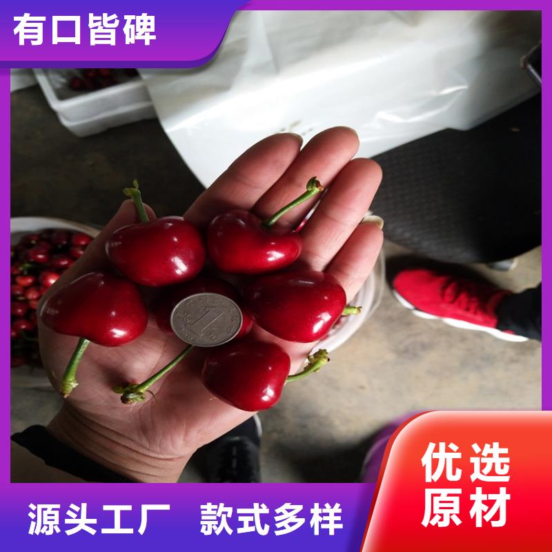樱桃【石榴苗】客户好评定制不额外收费