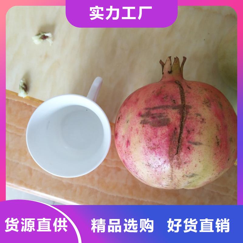 石榴桃树苗做工细致客户满意度高