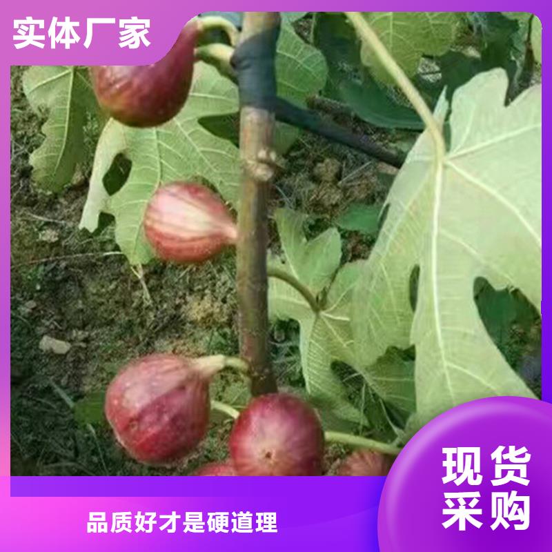 无花果【杏树苗】支持非标定制质量为本
