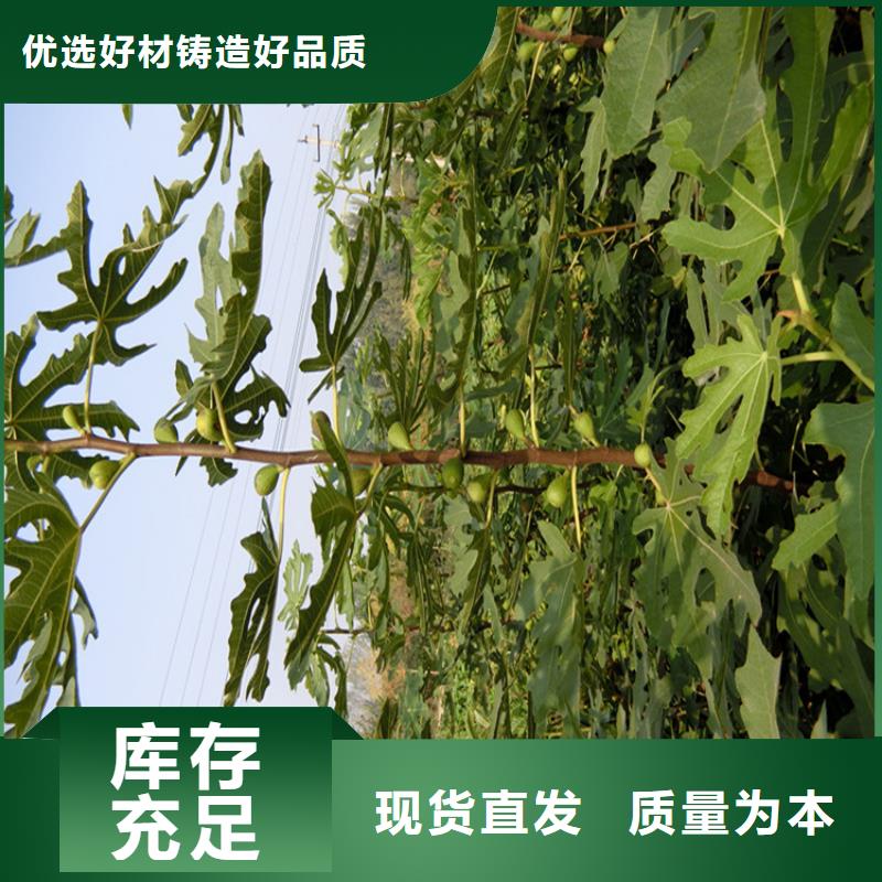 【无花果】猕猴桃苗本地厂家值得信赖厂家批发价