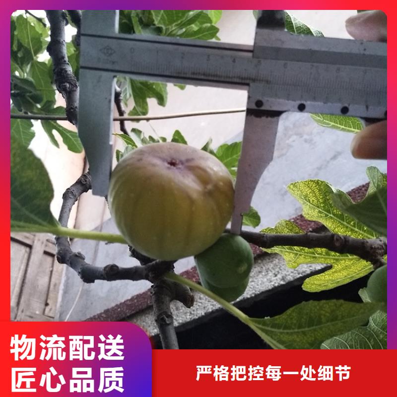 无花果板栗苗质量牢靠厂家直销值得选择