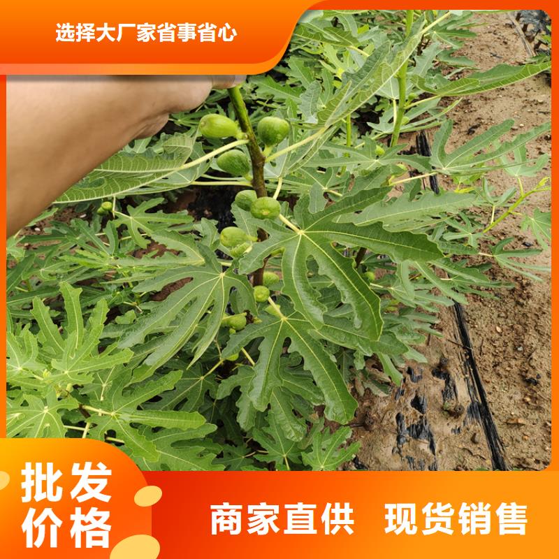 无花果,蓝莓苗严选好货源头厂源头货