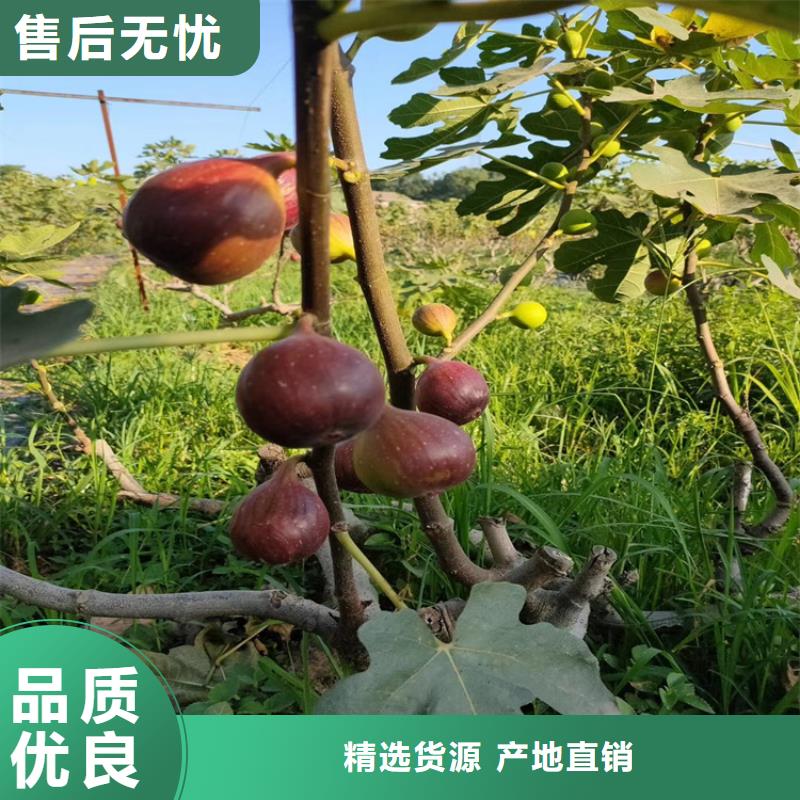 【无花果北美冬青现货交易】本地货源