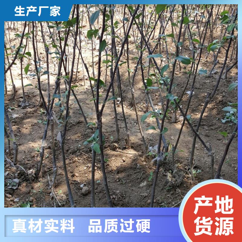 【苹果梨树苗性价比高】当地制造商