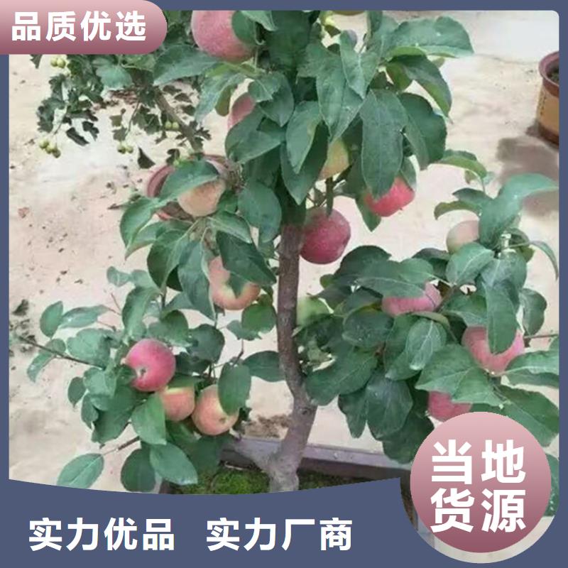 苹果桃树苗N年大品牌随心所欲定制