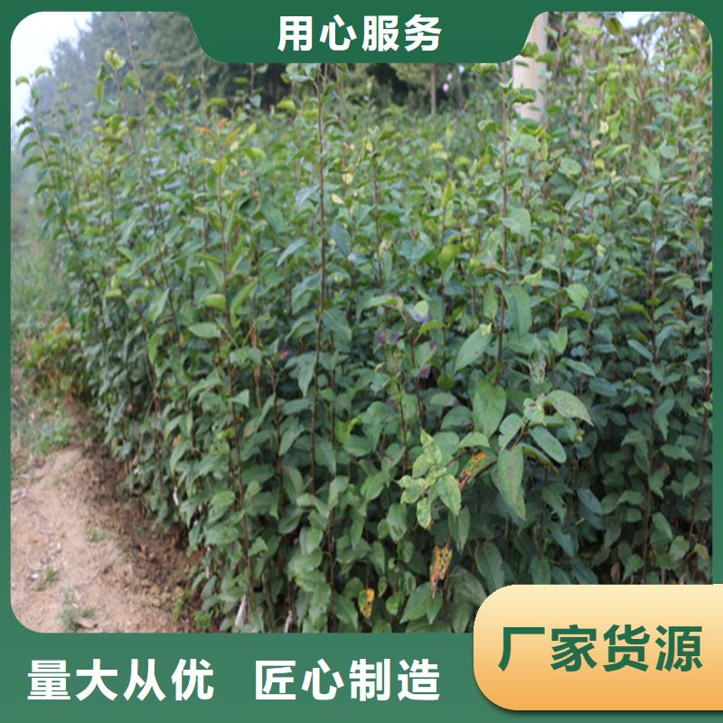 苹果樱桃苗源头厂商同城供应商