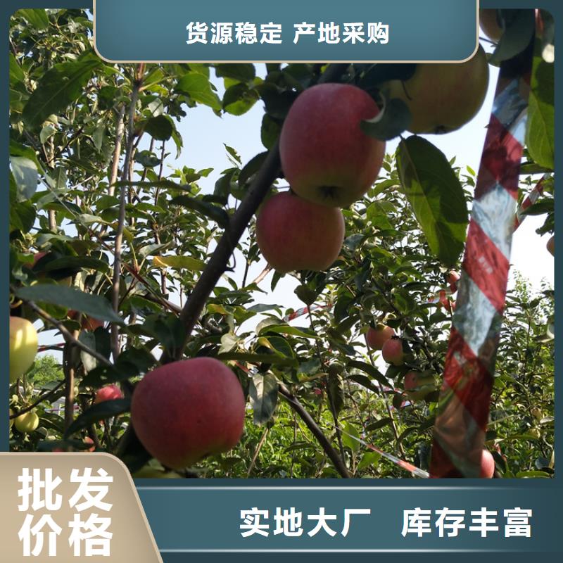 【苹果】杏树苗海量现货真实拍摄品质可靠
