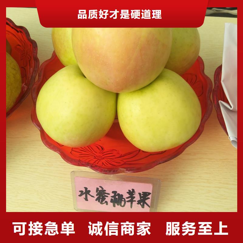 苹果无花果苗厂家售后完善认准大品牌厂家