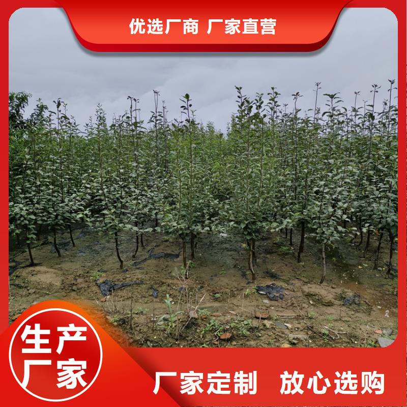 苹果_【苹果苗】专注细节专注品质货源直销