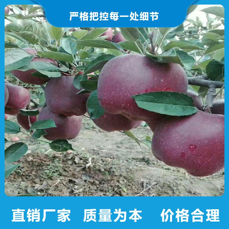 苹果西瓜番石榴苗现货实拍价格低