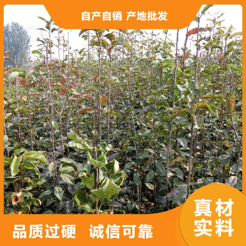 梨树石榴苗本地厂家值得信赖工厂自营