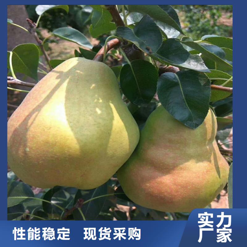 梨树【樱桃苗】品质之选工厂直供