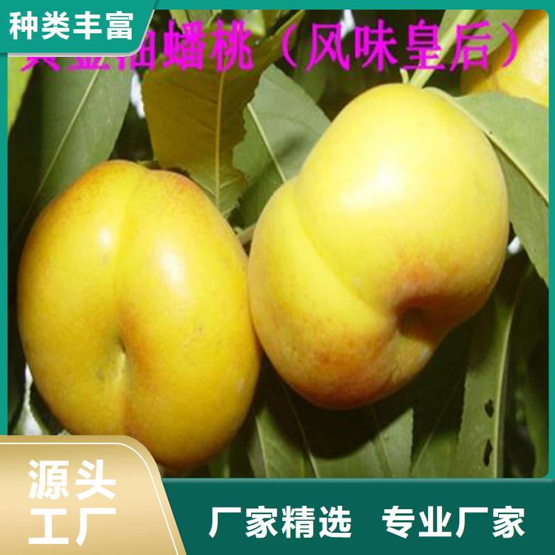 桃桃树苗品质优选本地生产商
