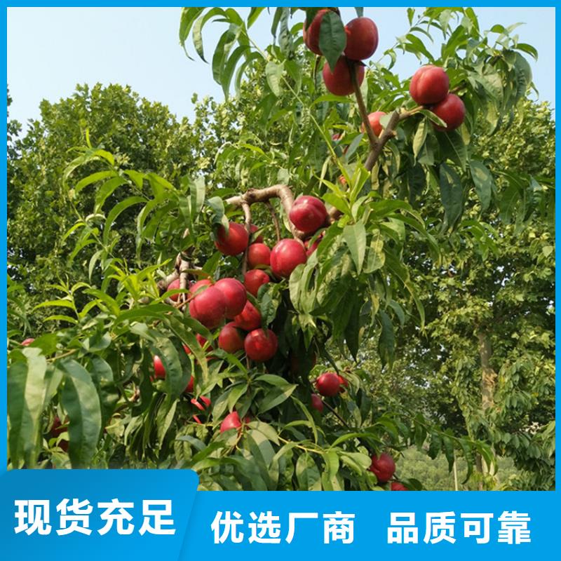 桃草莓苗用心服务大厂家实力看得见