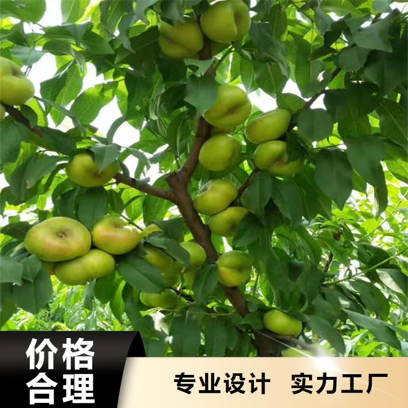 桃樱桃苗实地大厂用的放心