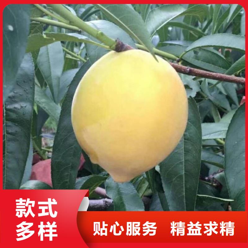 桃苹果苗有口皆碑同城经销商