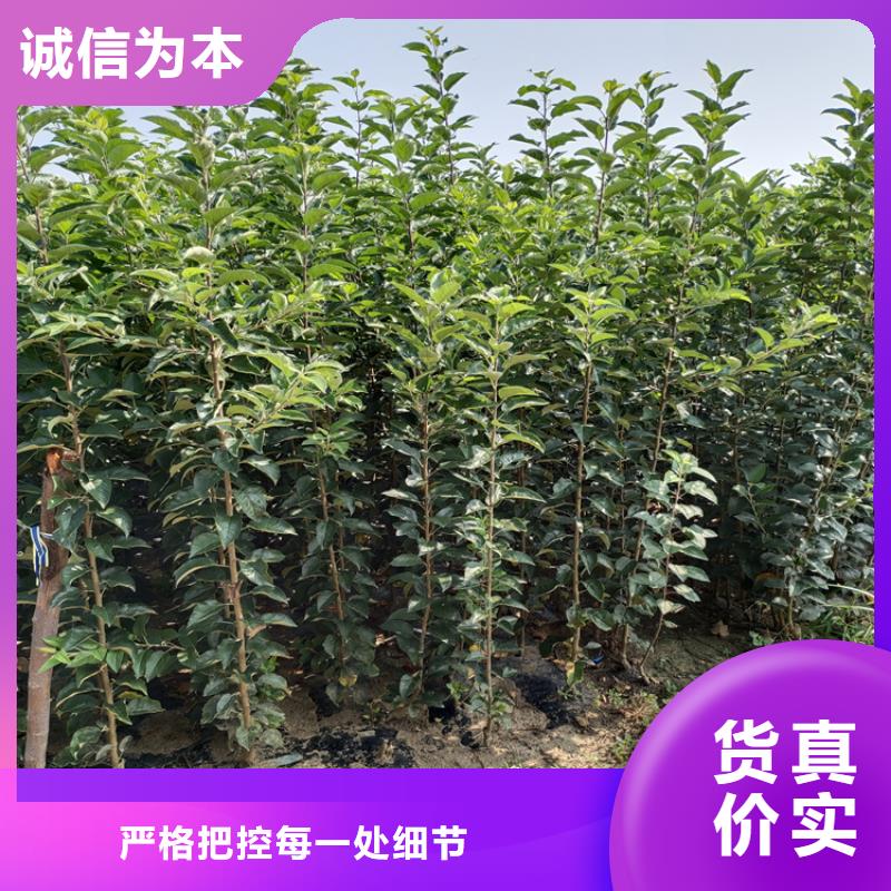 李子【蓝莓苗】规格型号全用途广泛