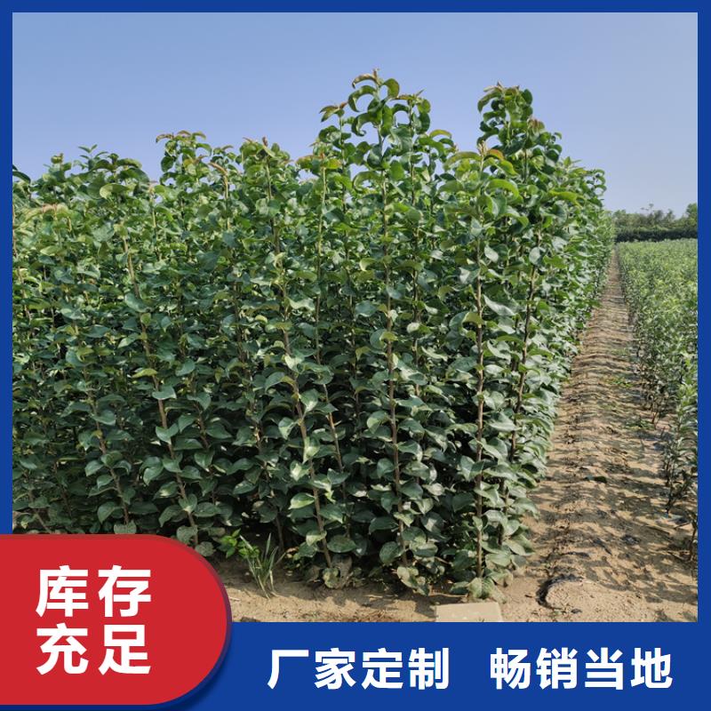李子红颜草莓原厂制造实体诚信厂家