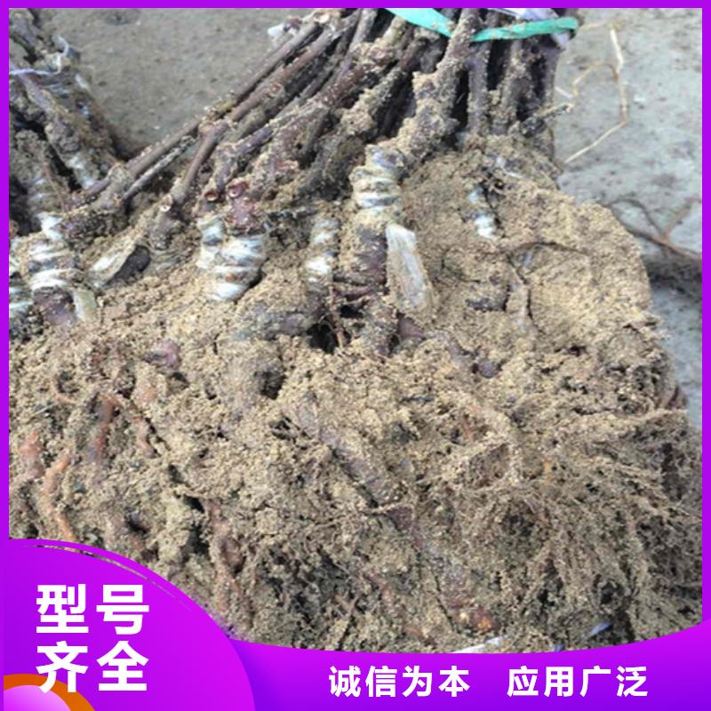 【猕猴桃苹果苗实力工厂】匠心工艺