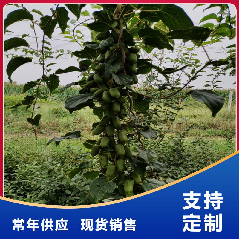 猕猴桃樱桃苗用心做好细节源头工厂