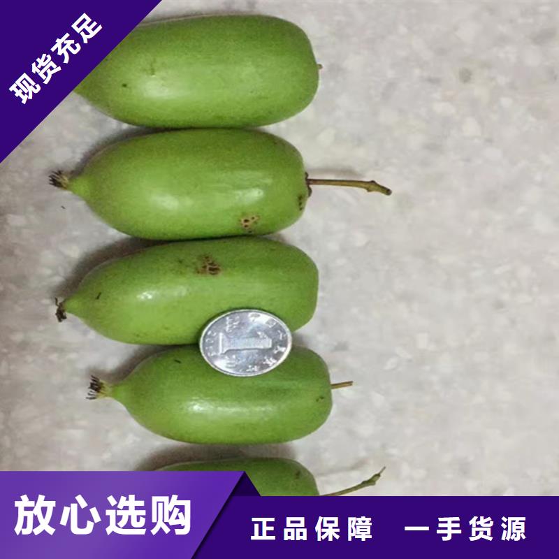 猕猴桃_李树苗精挑细选好货同城公司