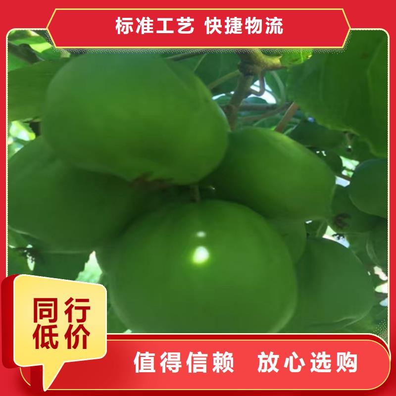 猕猴桃_樱桃苗货源报价本地生产厂家