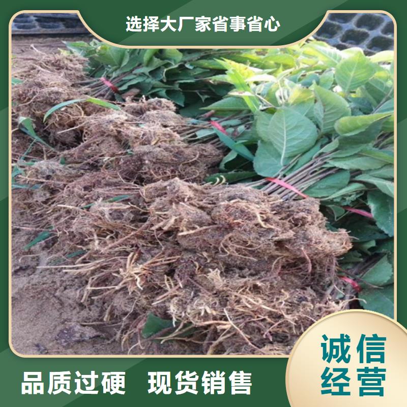 猕猴桃,苹果苗经销商自产自销