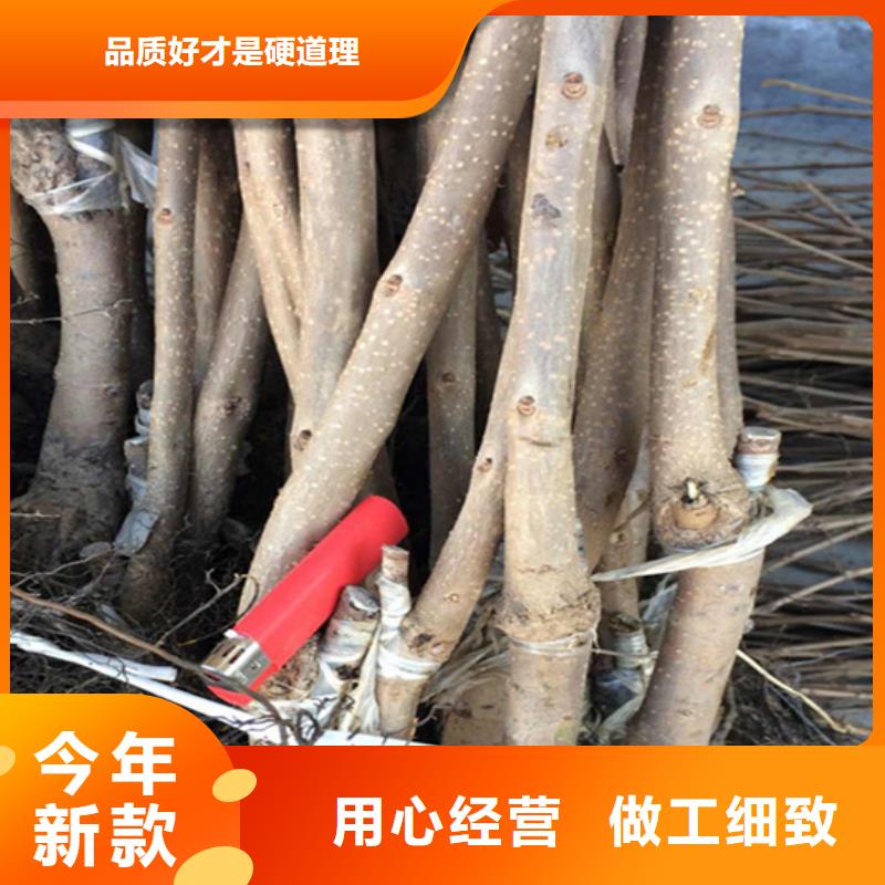 柿子樱桃苗N年大品牌支持定制批发